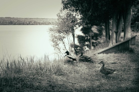 x-pro1 vsco3 px680-- 35mm
